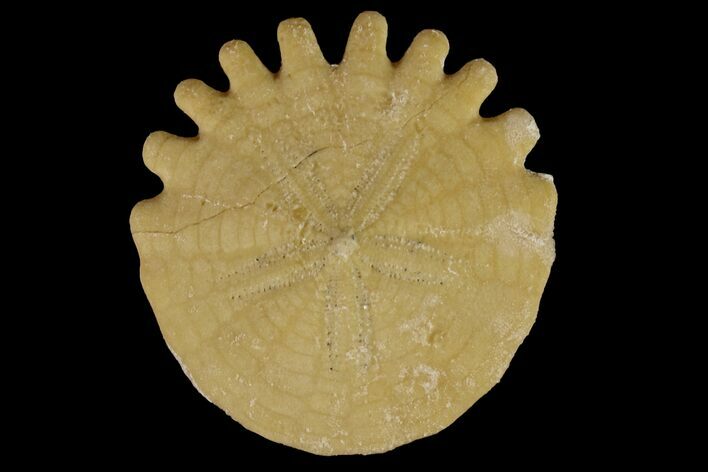 Fossil Sand Dollar (Heliophora) - Boujdour Province, Morocco #160279